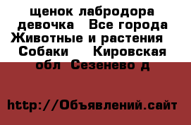 щенок лабродора девочка - Все города Животные и растения » Собаки   . Кировская обл.,Сезенево д.